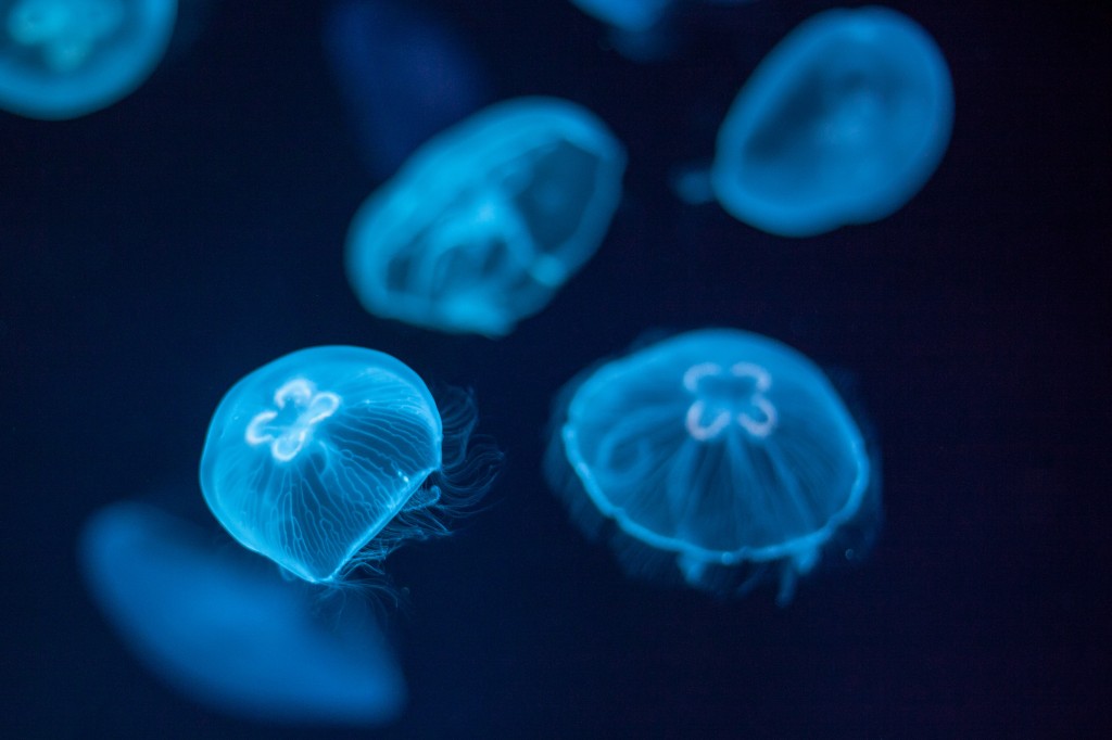 Not sure what kind of jellyfish these were, but they were fascinating.