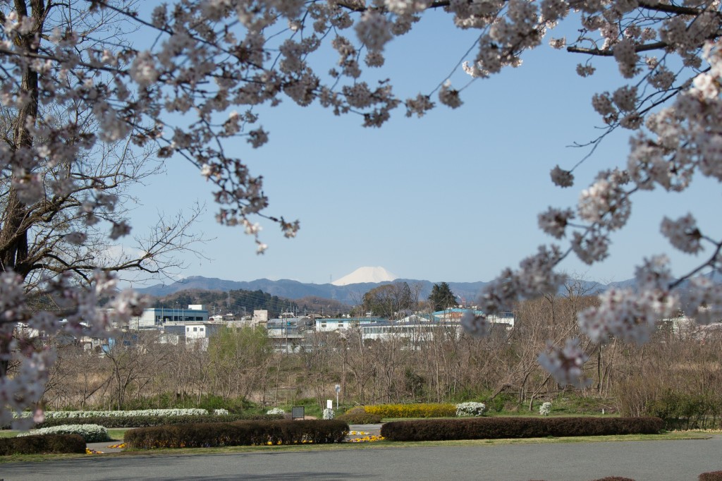 Seeing Mt. Fuji on my way to work is often the highlight of my day