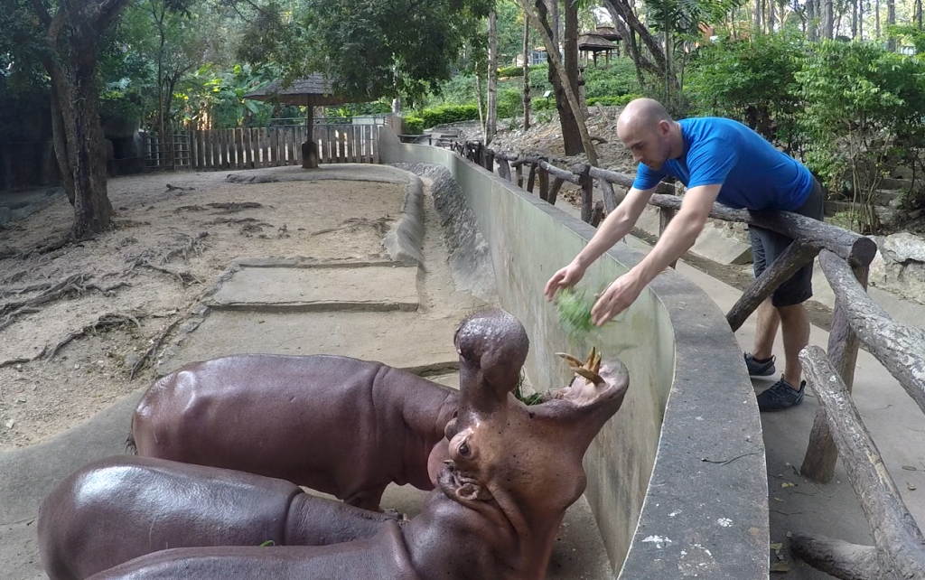 feeding_hippo_frame